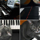 Illustration for article titled 19 Adorable Animals Using Technology Adorably